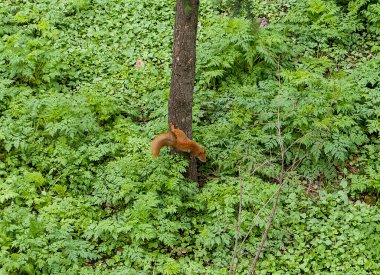 Ağaçta oturan kırmızı sincap.