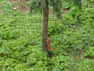 Ağaçta oturan kırmızı sincap.