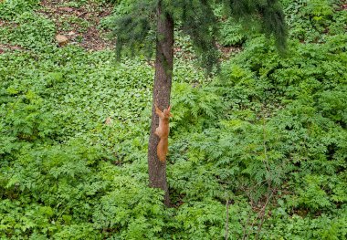 Ağaçta oturan kırmızı sincap.