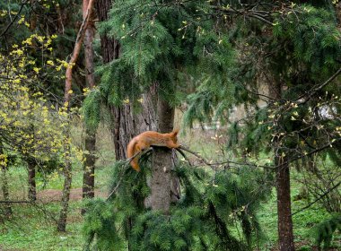 Yeşil bahar ormanında ağaçtaki sincap