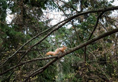 Yeşil bahar ormanında ağaçtaki sincap