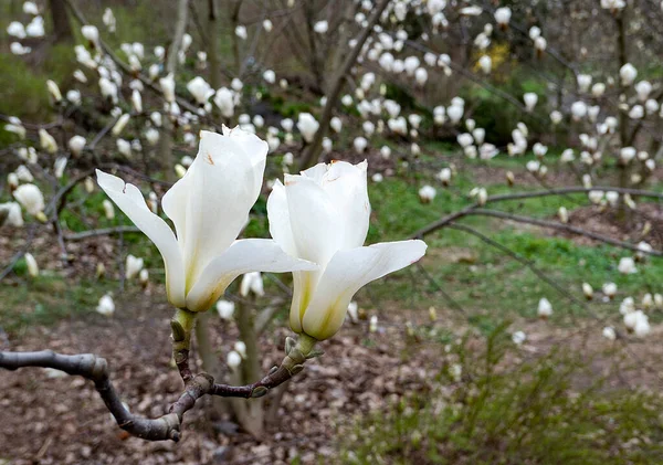 Bourgeons Magnolia Blanc Dans Jardin Printemps — Photo