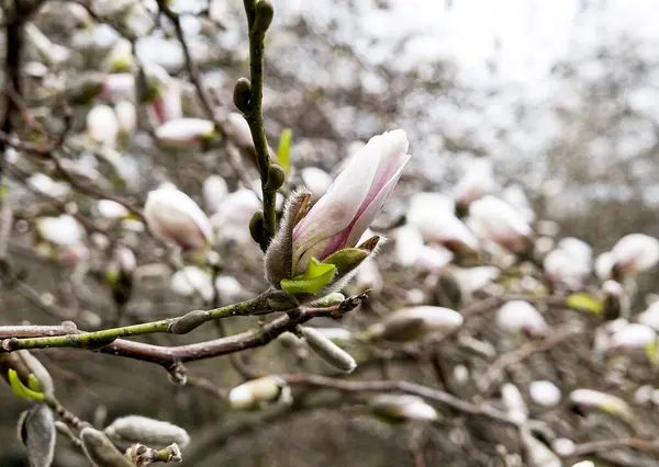Botanik bahçesinde çiçek açan beyaz manolya çiçeği