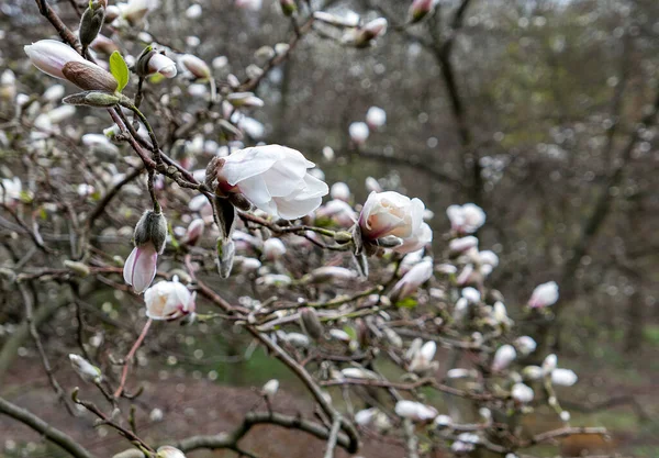Botanik bahçesinde çiçek açan beyaz manolya çiçeği