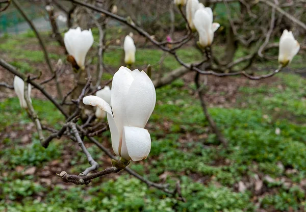 Μπουμπούκια Από Λευκό Δέντρο Μανόλια Στον Κήπο Της Άνοιξης — Φωτογραφία Αρχείου