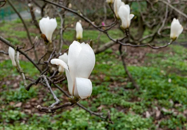 Bourgeons Magnolia Blanc Dans Jardin Printemps — Photo