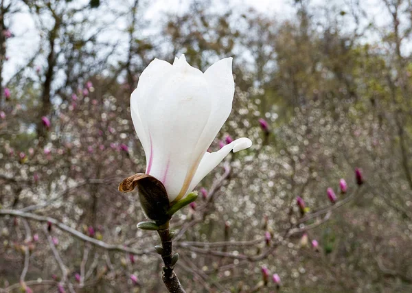 White Magnolia Flower Bloom Botanical Garden — Stock Photo, Image