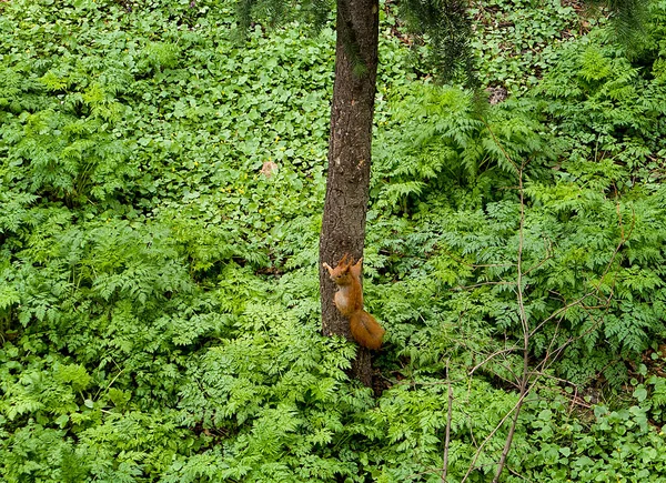 Ağaçta Oturan Kırmızı Sincap — Stok fotoğraf