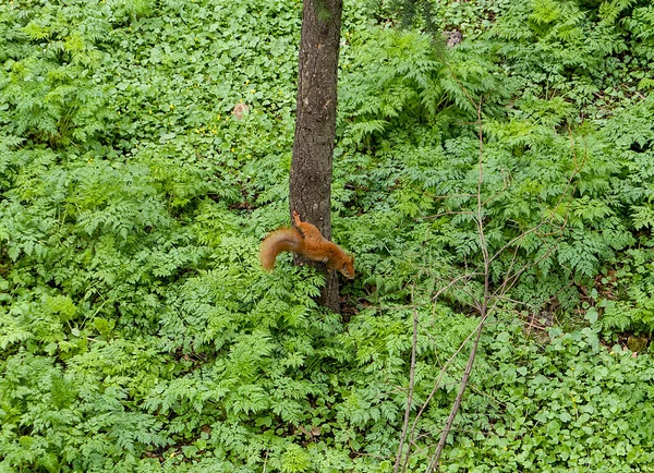 Ağaçta oturan kırmızı sincap.