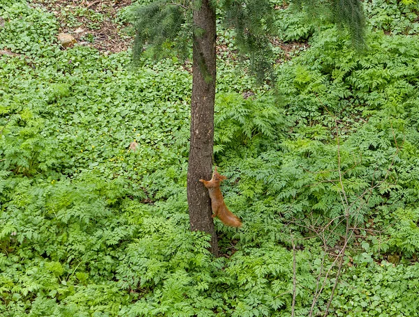 Ağaçta oturan kırmızı sincap.