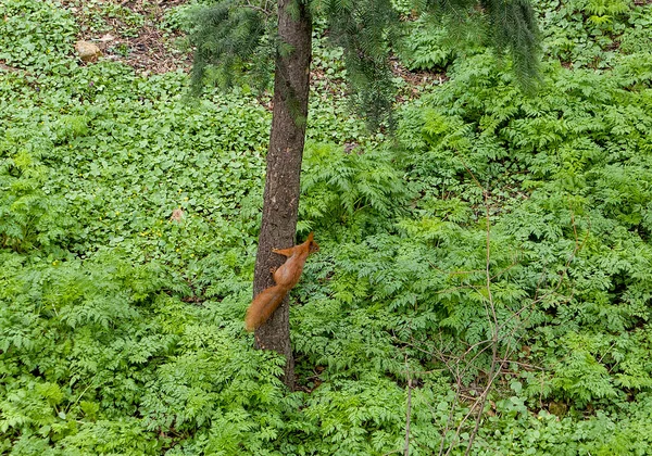 Ağaçta oturan kırmızı sincap.