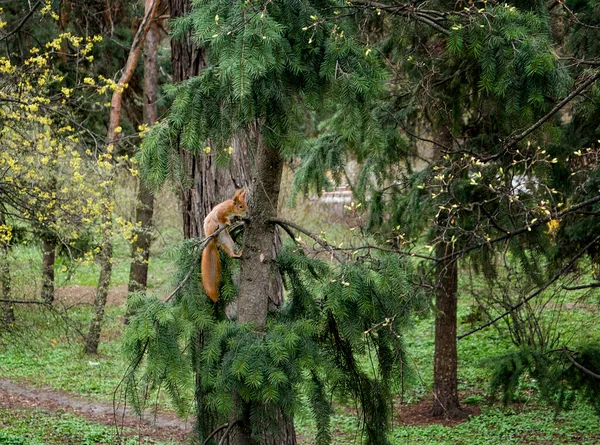 Yeşil Bahar Ormanında Ağaçtaki Sincap — Stok fotoğraf