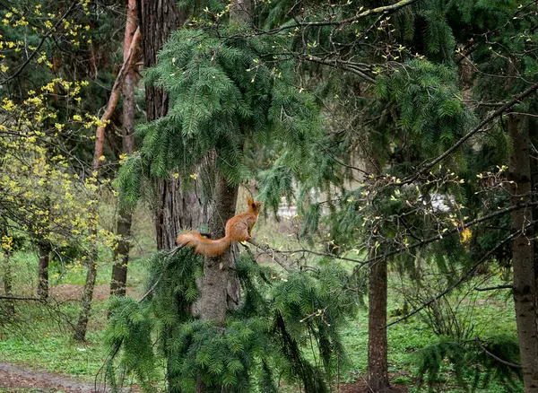 Yeşil Bahar Ormanında Ağaçtaki Sincap — Stok fotoğraf