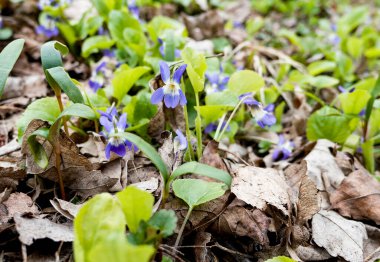 Bahçedeki mavi bahar çiçekleri