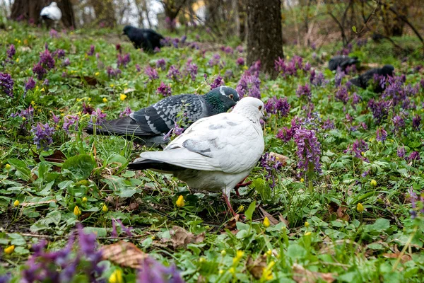 Білі Сірі Голуби Траві Квітами Весняному Парку — стокове фото