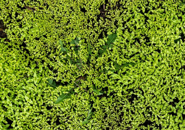 Zöld Moha Háttér Tavaszi Erdő — Stock Fotó