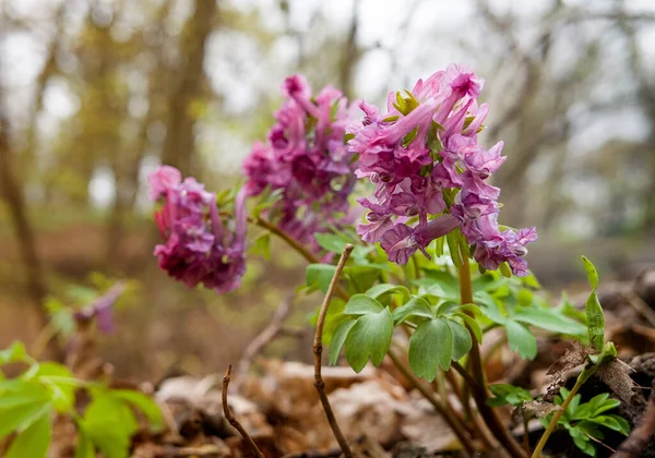 Roze Bos Lente Bloemen Tuin — Stockfoto