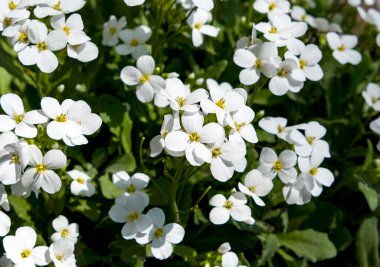 Siyah arkaplanda beyaz çiçekler