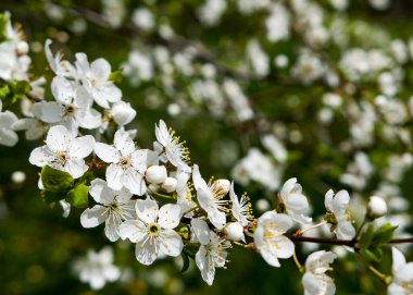 İlkbaharda çiçek açan kiraz ağacı beyaz çiçekler güzel bir parkta.