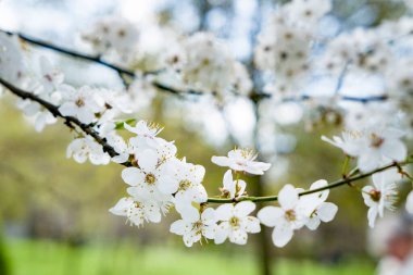 İlkbaharda çiçek açan kiraz ağacı beyaz çiçekler güzel bir parkta.