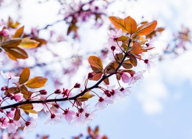 İlkbaharda kiraz pembe çiçekleri ve meyve bahçesinde gökyüzü.