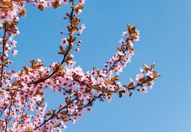 İlkbaharda kiraz pembe çiçekleri ve meyve bahçesinde gökyüzü.