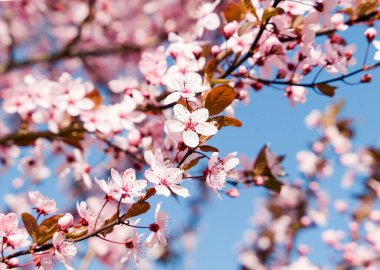 İlkbaharda kiraz pembe çiçekleri ve meyve bahçesinde gökyüzü.