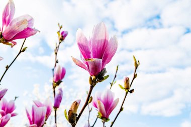 Mavi gökyüzü arka plan üzerinde pembe Manolya çiçek