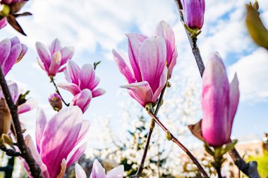 Mavi gökyüzü arka plan üzerinde pembe Manolya çiçek