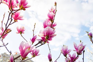 Mavi gökyüzü arka plan üzerinde pembe Manolya çiçek