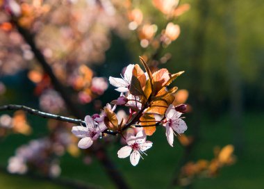 Bahar bahçesinde çiçek açan kiraz ağacı