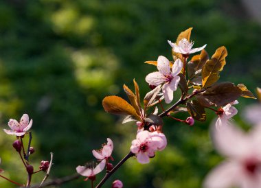 Bahar bahçesinde çiçek açan kiraz ağacı