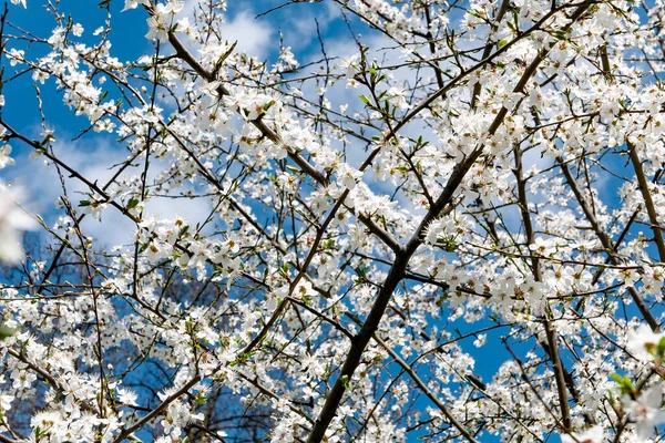 Mavi gökyüzüne karşı kiraz çiçeği