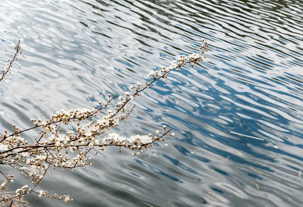 Tree Blossoming Branches White Flowers Spring Lake — Stock Photo, Image