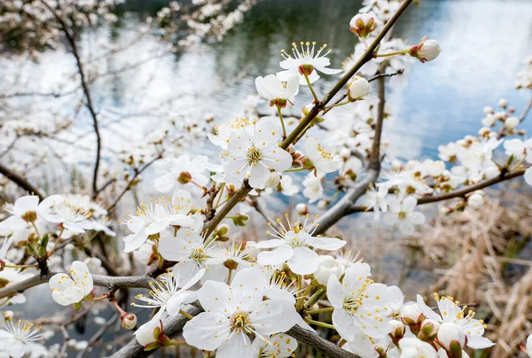 Drzewa Kwitnące Gałęzie Białymi Kwiatami Pobliżu Jeziora Wiosna — Zdjęcie stockowe