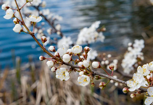Tree Blossoming Branches White Flowers Spring Lake — Foto de Stock