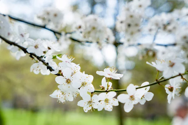 İlkbaharda çiçek açan kiraz ağacı beyaz çiçekler güzel bir parkta.