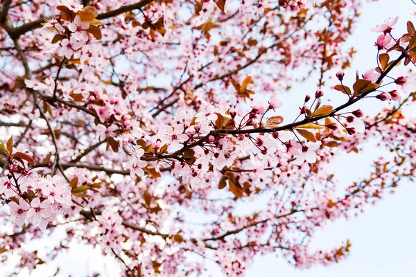 İlkbaharda kiraz pembe çiçekleri ve meyve bahçesinde gökyüzü.