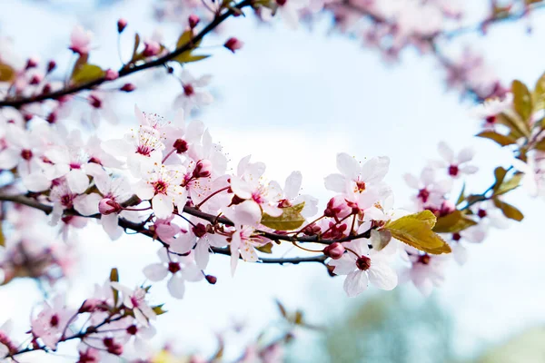 İlkbaharda kiraz pembe çiçekleri ve meyve bahçesinde gökyüzü.