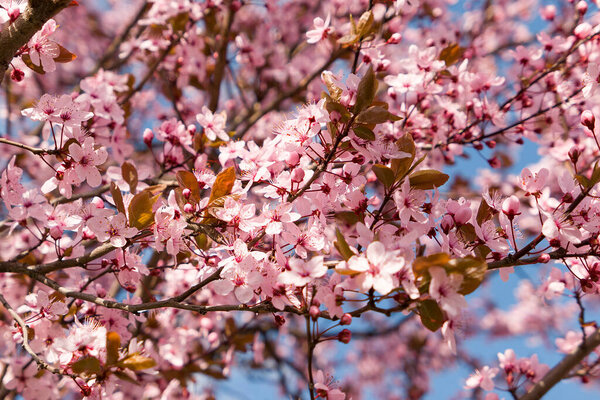 cherry pink blossom in spring with bkue sky in fruit garden