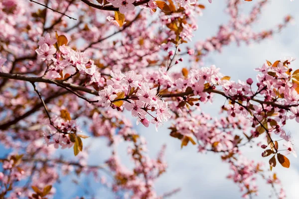 İlkbaharda kiraz pembe çiçekleri ve meyve bahçesinde gökyüzü.