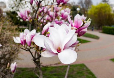 Bahar parkında çiçek açan pembe ve beyaz manolya çiçekleri