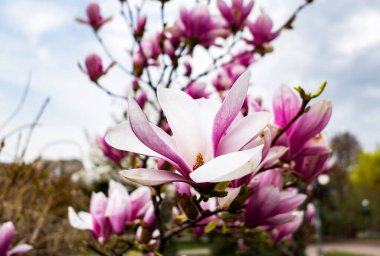 Bahar parkında çiçek açan pembe ve beyaz manolya çiçekleri