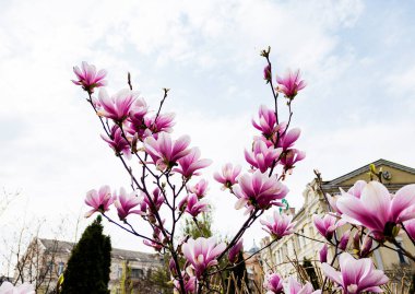 Bahar parkında çiçek açan pembe ve beyaz manolya çiçekleri