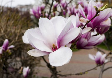 Bahar parkında çiçek açan pembe ve beyaz manolya çiçekleri