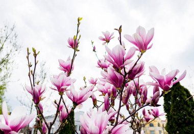 Bahar parkında çiçek açan pembe ve beyaz manolya çiçekleri