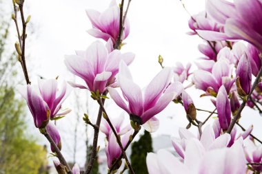 Bahar parkında çiçek açan pembe ve beyaz manolya çiçekleri