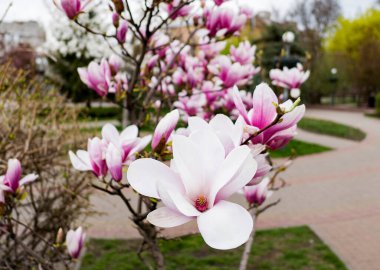 Bahar parkında çiçek açan pembe ve beyaz manolya çiçekleri