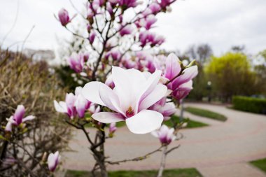 Bahar parkında çiçek açan pembe ve beyaz manolya çiçekleri