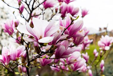 Bahar parkında çiçek açan pembe ve beyaz manolya çiçekleri